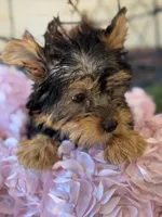 Jinks, a female Yorkshire Terrier for sale in Deland, FL – Photo 5 of 6