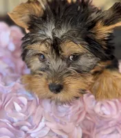 Jinks, a female Yorkshire Terrier for sale in Deland, FL – Photo 2 of 6