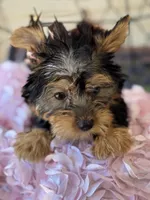 Jinks, a female Yorkshire Terrier for sale in Deland, FL – Photo 3 of 6