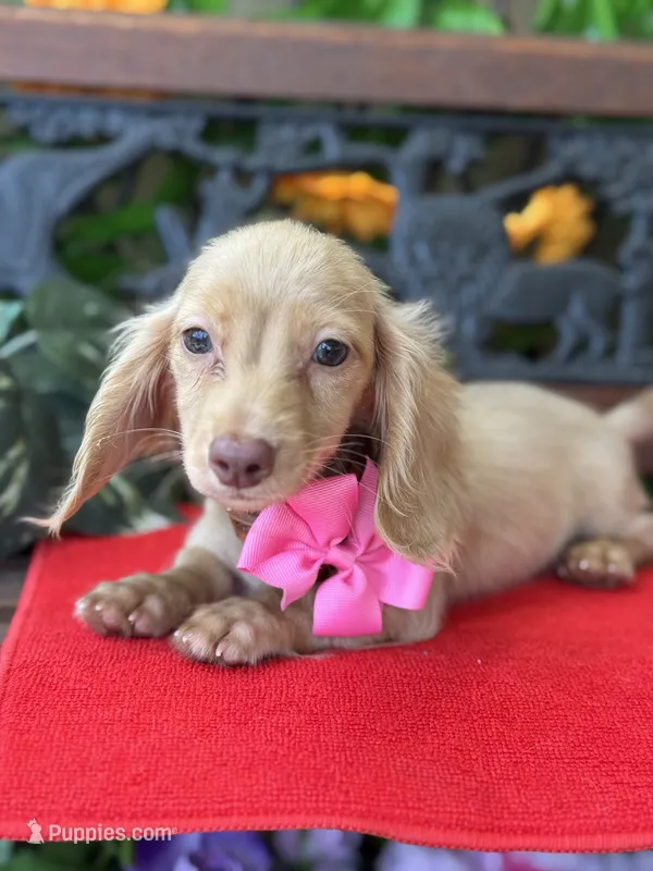 Silvie – Miniature Dachshund puppy for sale in Deland, FL