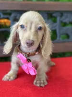 Silvie, a female Miniature Dachshund for sale in Deland, FL – 3 of 10