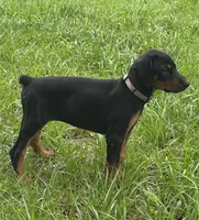 Baby Bellla, a female Doberman Pinscher for sale in Deland, FL – 3 of 10