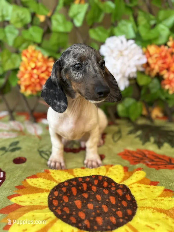 Bam Bam AKC  – Miniature Dachshund puppy for sale in Deland, FL