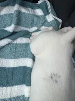 Eggy Merle , a male Miniature Bull Terrier for sale in Deland, FL – 5 of 9
