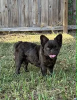 Fluffer  Floodle Nutters , a male French Bulldog for sale in Deland, FL – 5 of 5