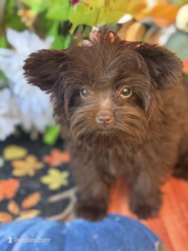 Bitter Chocolate  – Yorkshire Terrier puppy for sale in Deland, FL