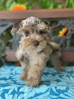 Freckles Toy Size , a female Miniature Schnauzer for sale in Deland, FL – 2 of 7