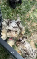 Freckles , a female Miniature Schnauzer for sale in Deland, FL – 7 of 9