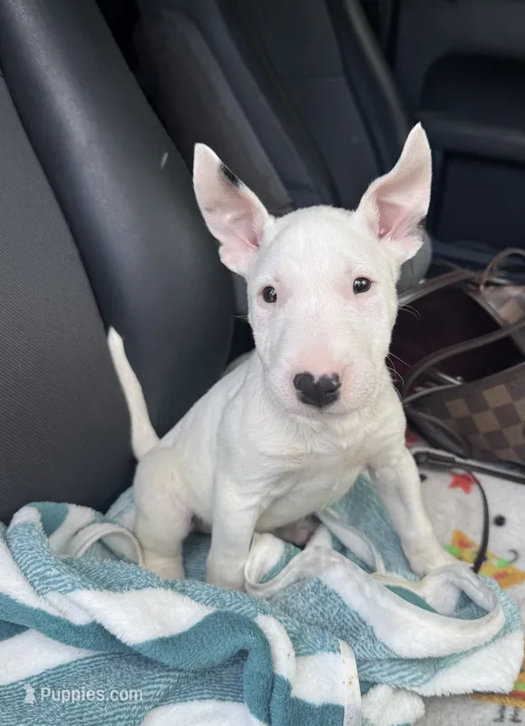 Eggy Merle  – Miniature Bull Terrier puppy for sale in Deland, FL