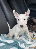 Eggy Merle , a male Miniature Bull Terrier for sale in Deland, FL – 1 of 9