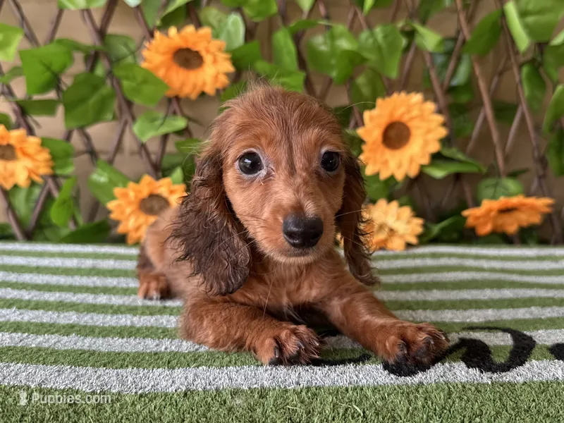 Paisley  Dapple  – Miniature Dachshund puppy for sale in Deland, FL