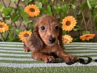 Paisley  Dapple , a female Miniature Dachshund for sale in Deland, FL – 1 of 5