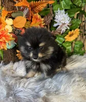 Neko, a male Pomsky for sale in Deland, FL – 6 of 6