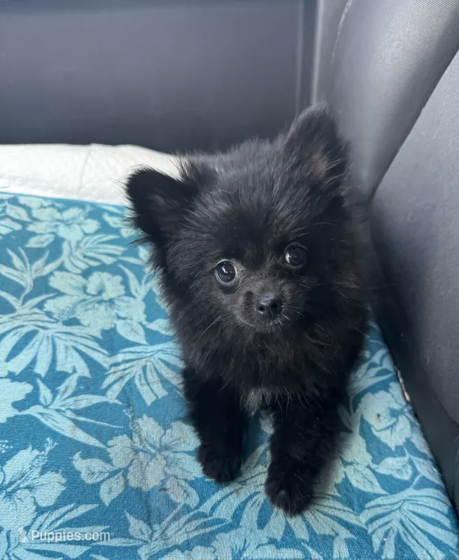 PomPom  – Pomeranian puppy for sale in Deland, FL
