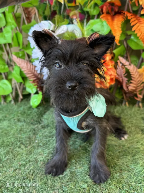 Ace – Yorkshire Terrier puppy for sale in Deland, FL