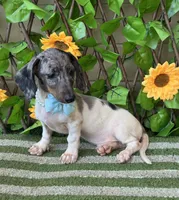 Bam Bam , a female Miniature Dachshund for sale in Deland, FL – 6 of 6