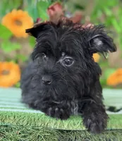 KB Black baby boy , a male Yorkshire Terrier for sale in Deland, FL – 3 of 5