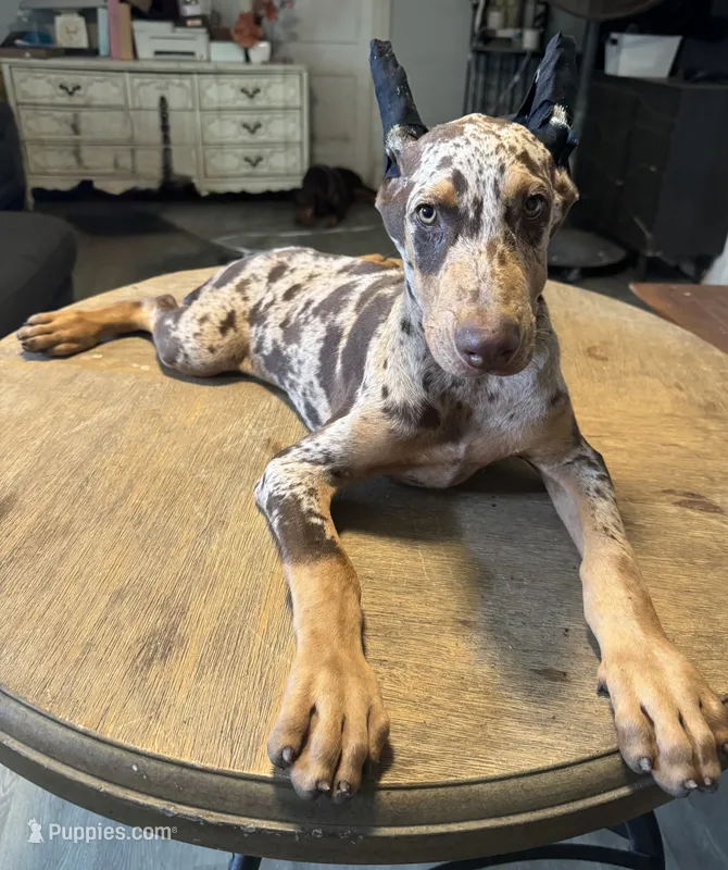 Diesel , a male Doberman Pinscher for sale in Deland, FL – 1 of 9