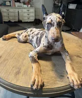 Diesel , a male Doberman Pinscher for sale in Deland, FL – 1 of 9
