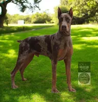 Doja, a female Doberman Pinscher for sale in Deland, FL – 5 of 10