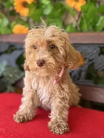 Peaches, a female Miniature Bernedoodle for sale in Deland, FL – 5 of 5