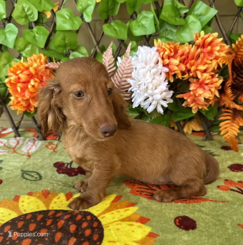 Bella  Long Hair Red Dapple  – Miniature Dachshund puppy for sale in Deland, FL