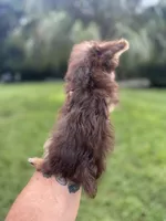 Tiny Tina Turner, a female Yorkshire Terrier for sale in Deland, FL – 5 of 7