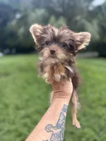 Tiny Tina Turner, a female Yorkshire Terrier for sale in Deland, FL – 7 of 7