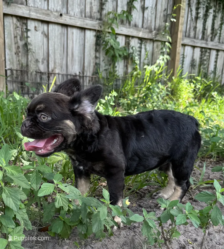 Count Chocula Full Fluffy  – French Bulldog puppy for sale in Deland, FL