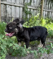Count Chocula Full Fluffy , a male French Bulldog for sale in Deland, FL – 1 of 1