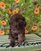 Tiny Mystque  Toy Size , a female Poodle - Toy  and Miniature Bernedoodle for sale in Deland, FL – 10 of 10