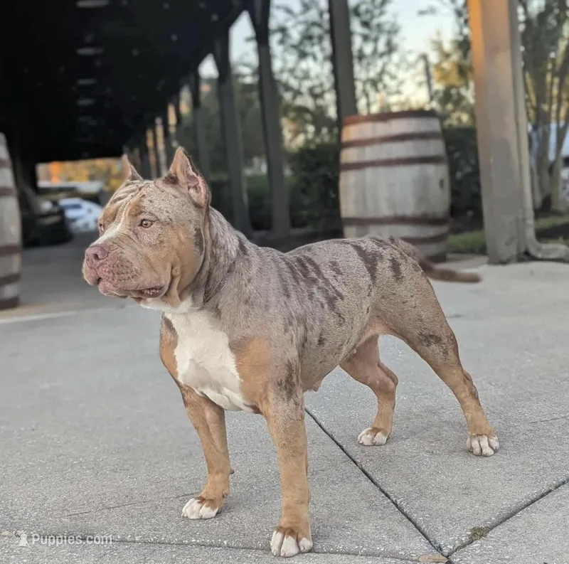 Cookie Bear XL – American Bully puppy for sale in Deland, FL
