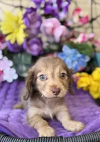Sweet Tooth, a female Miniature Dachshund for sale in Deland, FL – 4 of 8