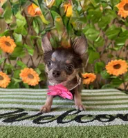 Tiny tea Cup Blue Bell, a female Chihuahua for sale in Deland, FL – 3 of 6