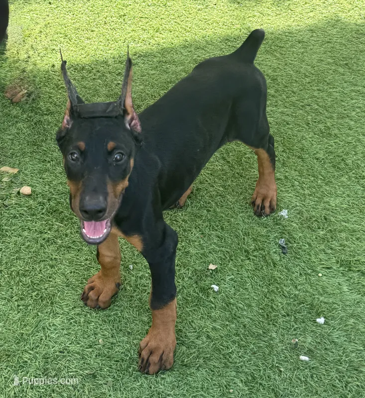 Black Beauty Euro  – Doberman Pinscher puppy for sale in Deland, FL