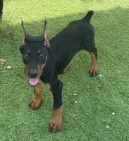 Black Beauty Euro , a female Doberman Pinscher for sale in Deland, FL – 2 of 10