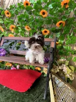 Petey , a male Yorkshire Terrier for sale in Deland, FL – 5 of 6