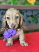 Sweet Tooth, a female Miniature Dachshund for sale in Deland, FL – 7 of 9