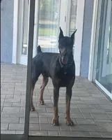 Baby Bellla, a female Doberman Pinscher for sale in Deland, FL – 2 of 10