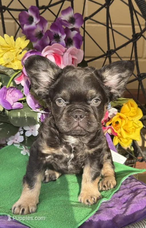 Fluffer  Nutter  – French Bulldog puppy for sale in Deland, FL
