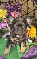 Fluffer  Nutter , a male French Bulldog for sale in Deland, FL – Photo 1 of 5