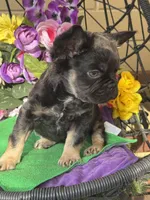 Fluffer  Nutter , a male French Bulldog for sale in Deland, FL – Photo 3 of 5