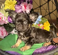 Fluffer  Nutter , a male French Bulldog for sale in Deland, FL – Photo 2 of 5