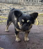 Fluffer  Nutter , a male French Bulldog for sale in Deland, FL – Photo 5 of 5