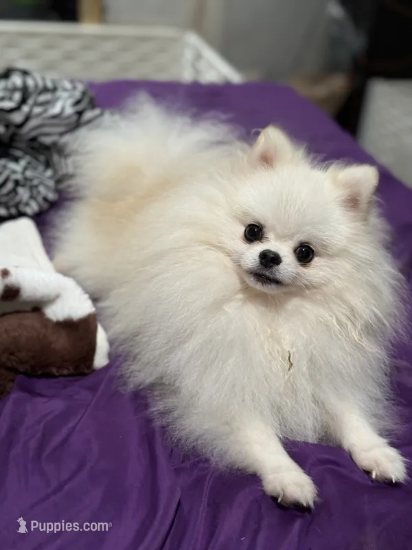 Yoshi – Pomeranian puppy for sale in Deland, FL
