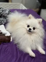 Yoshi, a male Pomeranian for sale in Deland, FL – 1 of 2