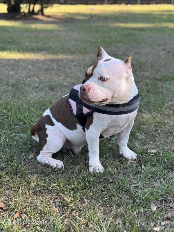 Furry – American Bully puppy for sale in Deland, FL