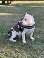 Furry, a female American Bully for sale in Deland, FL – Photo 1 of 2