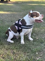 Furry, a female American Bully for sale in Deland, FL – Photo 2 of 2