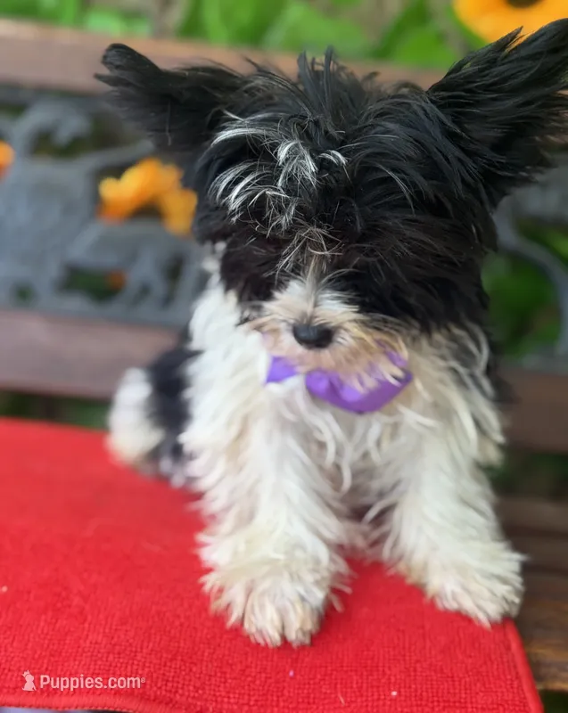 Pablo  – Yorkshire Terrier puppy for sale in Deland, FL